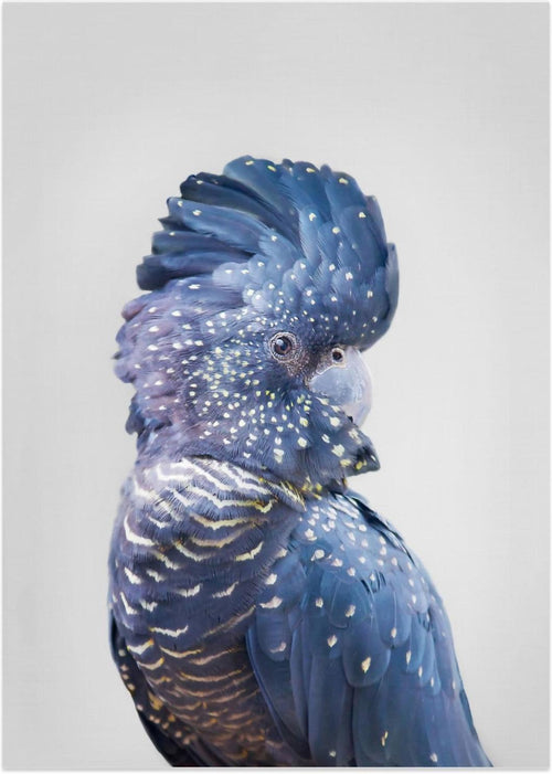 wall-art-print-canvas-poster-framed-Black Cockatoo , By Kathrin Pienaar-1