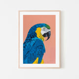 wall-art-print-canvas-poster-framed-Blue and Gold Macaw-by-Pamela Munger-Gioia Wall Art
