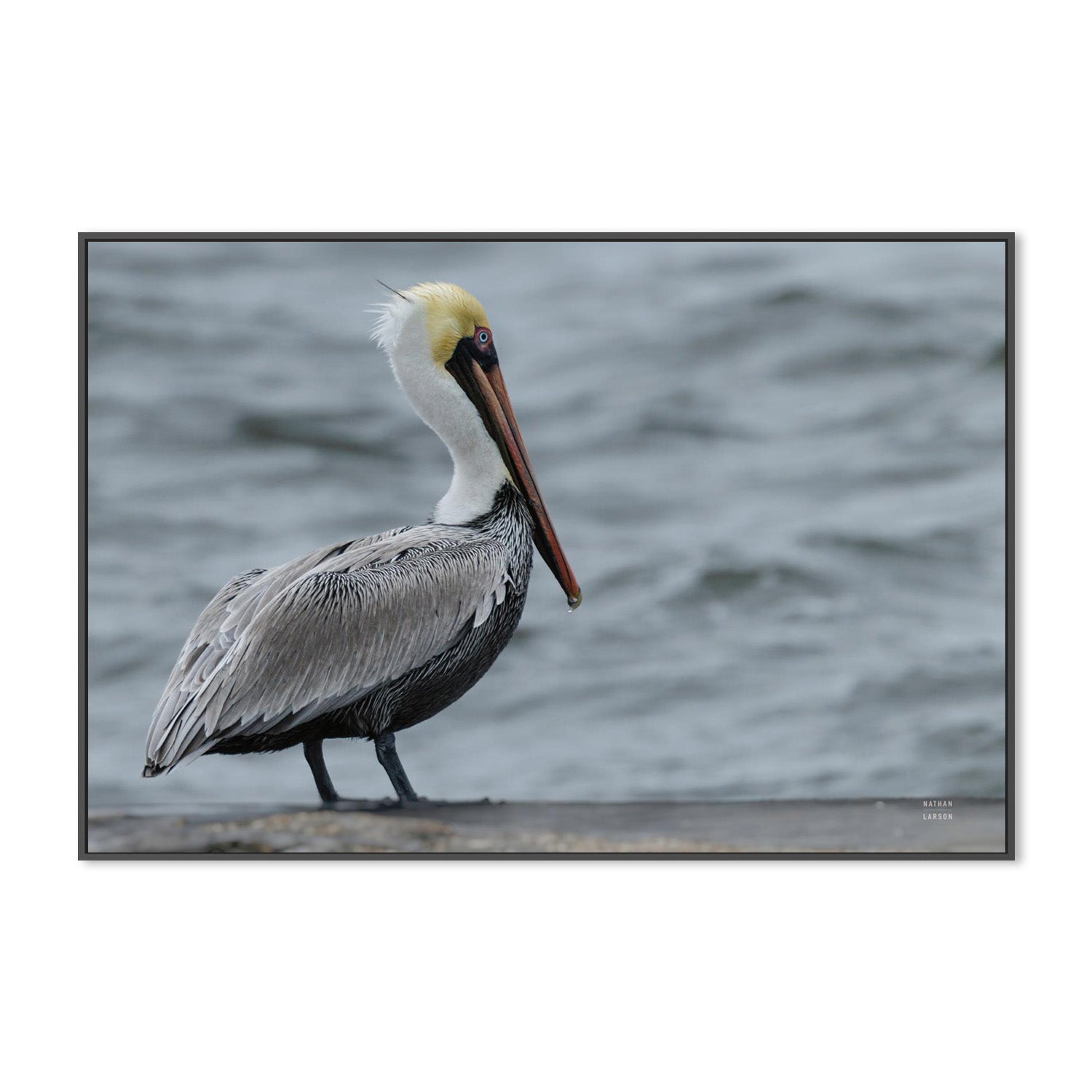 wall-art-print-canvas-poster-framed-Brown Pelican-3