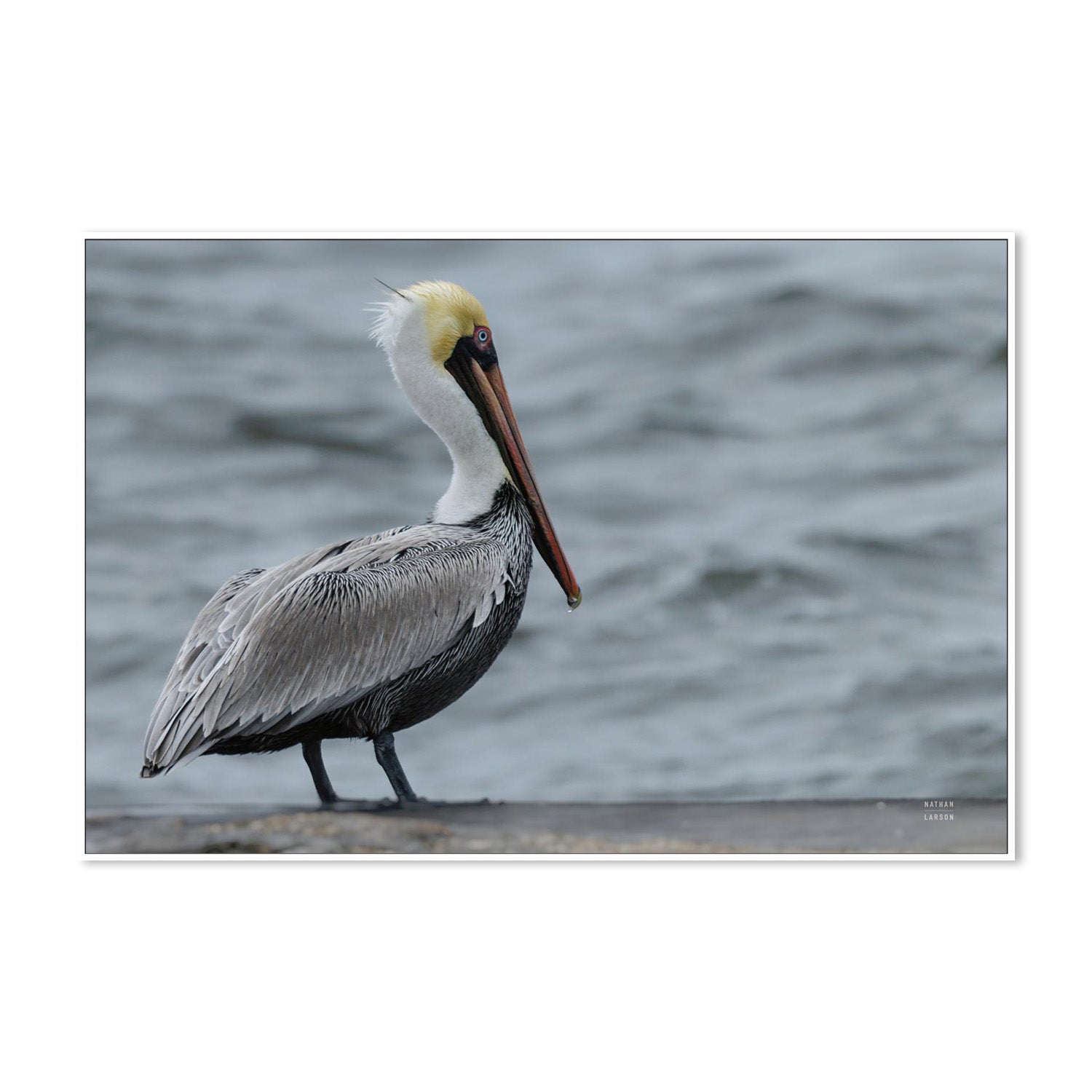 wall-art-print-canvas-poster-framed-Brown Pelican-5