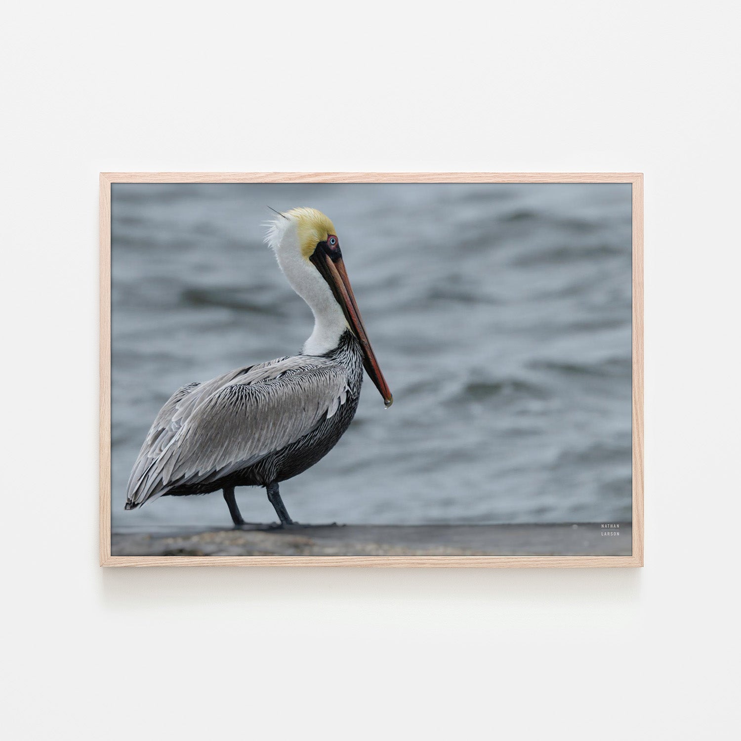wall-art-print-canvas-poster-framed-Brown Pelican-6