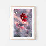 wall-art-print-canvas-poster-framed-Carmen, By Fabien Bravin-GIOIA-WALL-ART