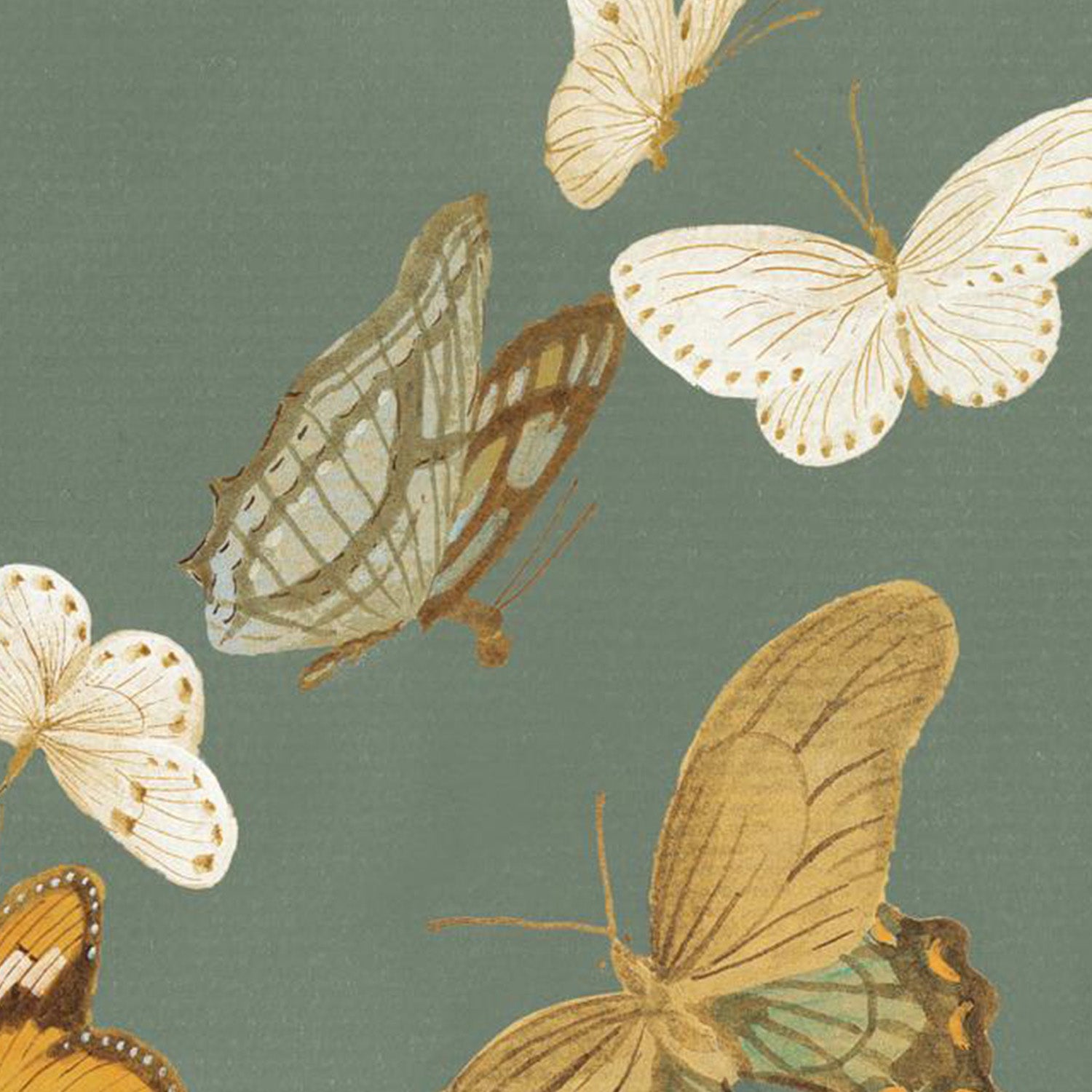 wall-art-print-canvas-poster-framed-Chrysanthemum Butterflies Sage-11