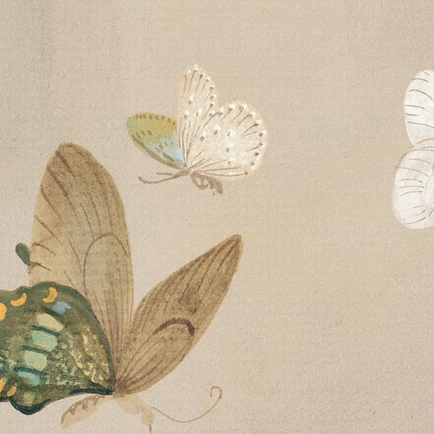 wall-art-print-canvas-poster-framed-Chrysanthemum Butterflies v2-10
