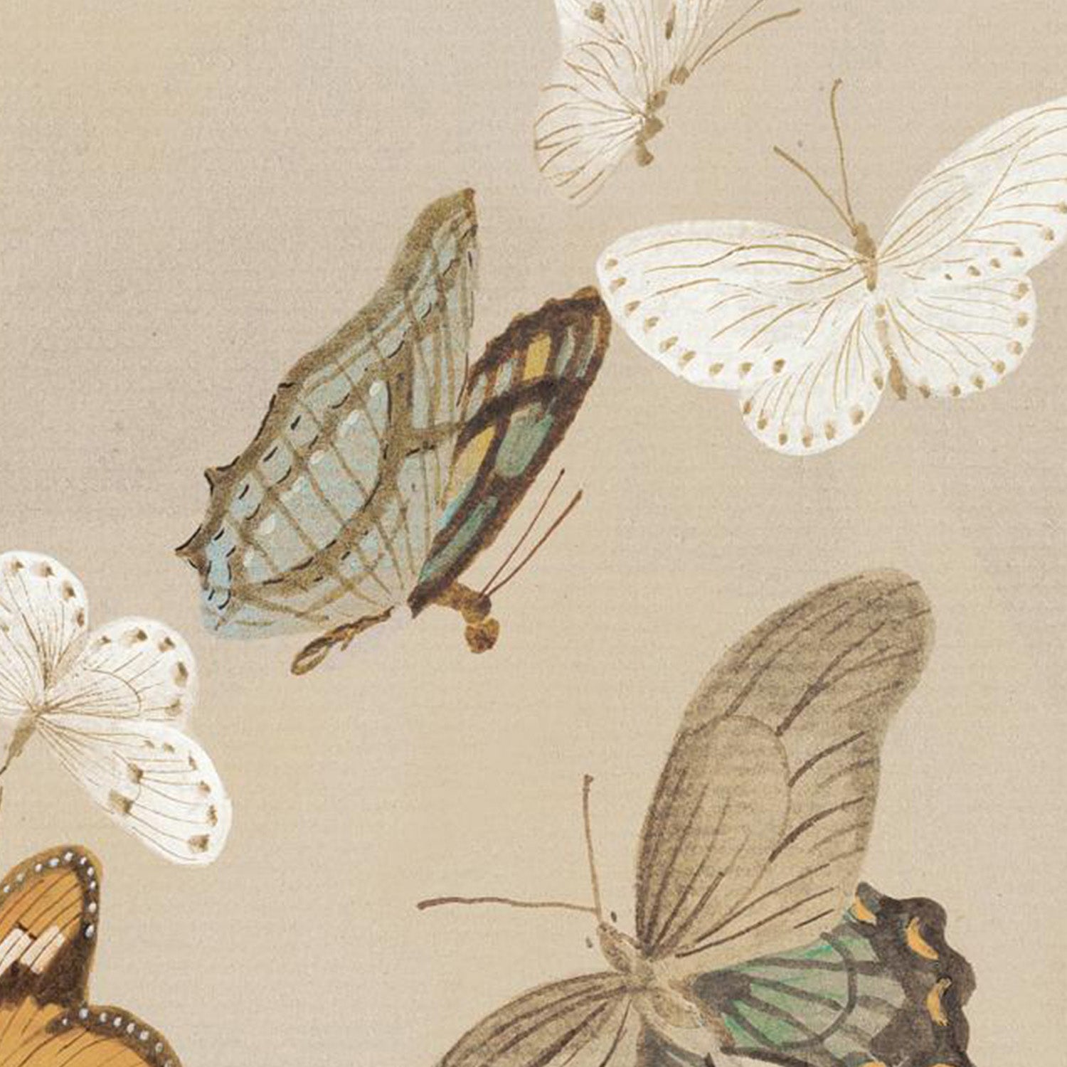 wall-art-print-canvas-poster-framed-Chrysanthemum Butterflies v2-11