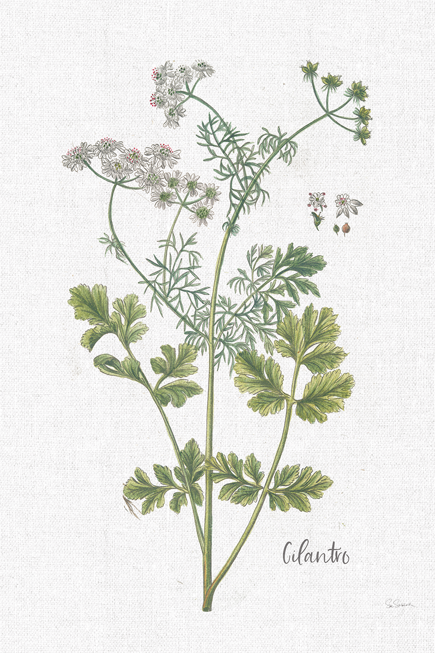 Cilantro Cottage Herbs, Style C , By Sue Schlabach