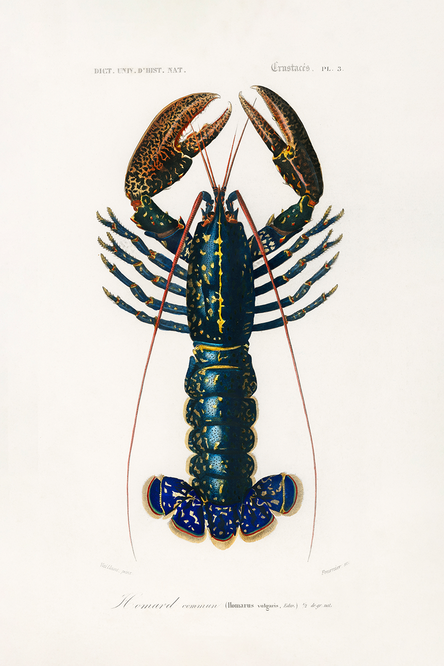 wall-art-print-canvas-poster-framed-Crimson Crawfish-1