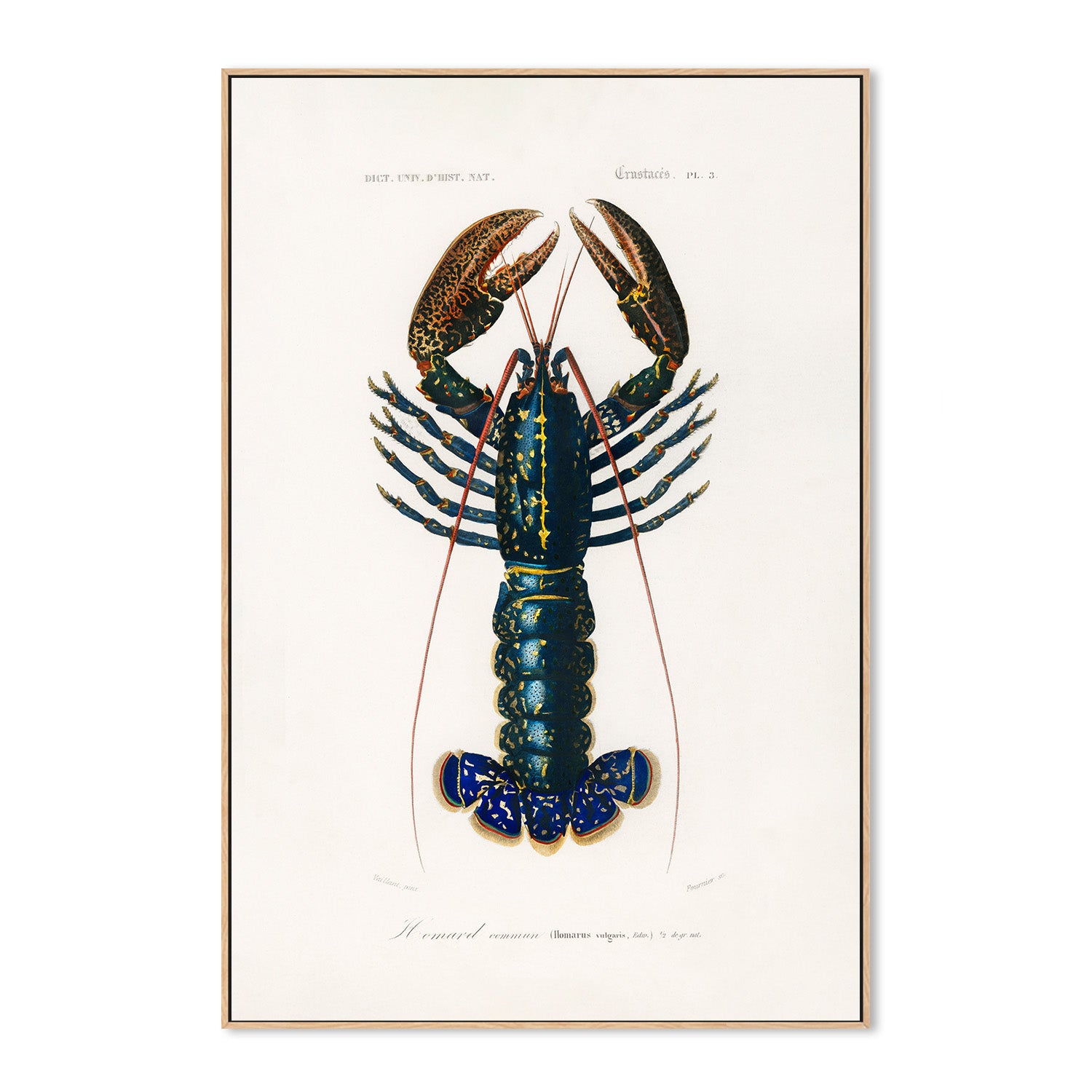 wall-art-print-canvas-poster-framed-Crimson Crawfish-4