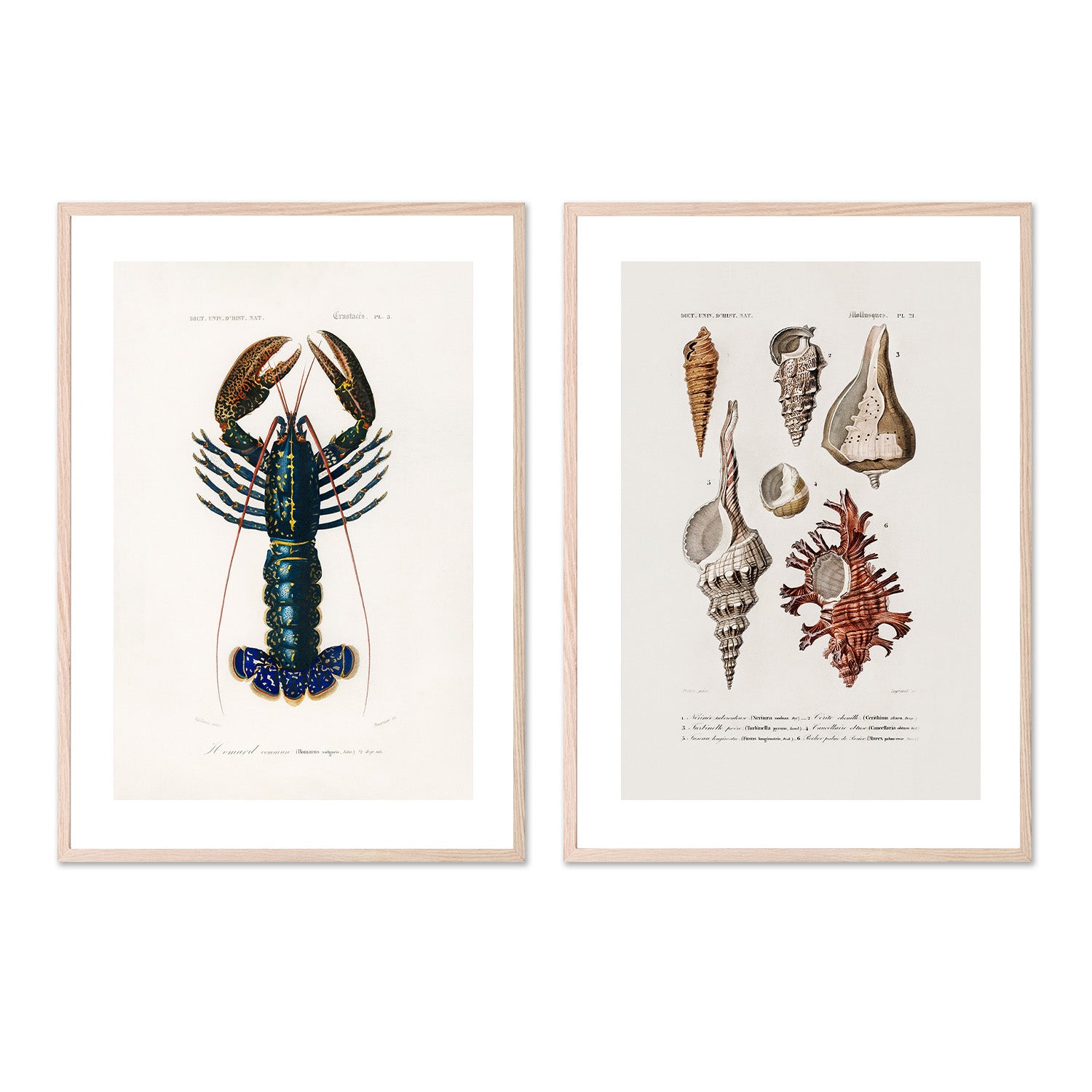 wall-art-print-canvas-poster-framed-Crimson Crawfish & Sealife, Set Of 2-6