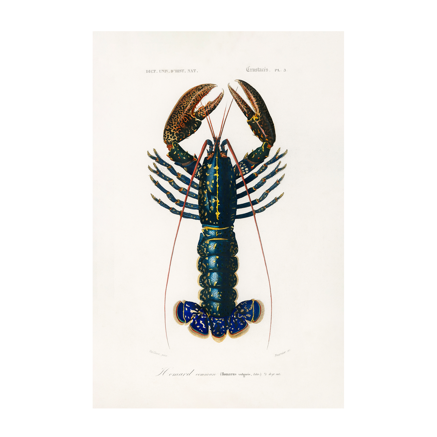 wall-art-print-canvas-poster-framed-Crimson Crawfish & Sealife, Set Of 2-8