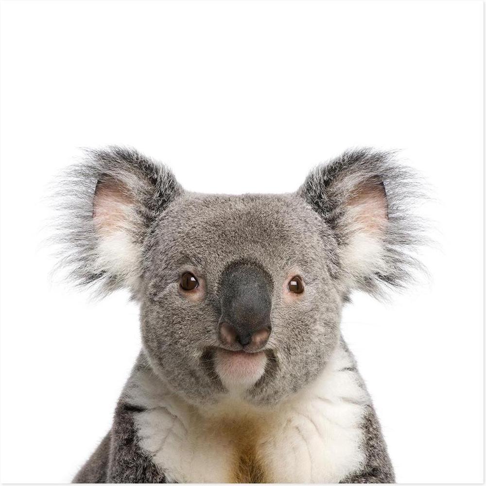 wall-art-print-canvas-poster-framed-Cute Koala-by-Gioia Wall Art-Gioia Wall Art