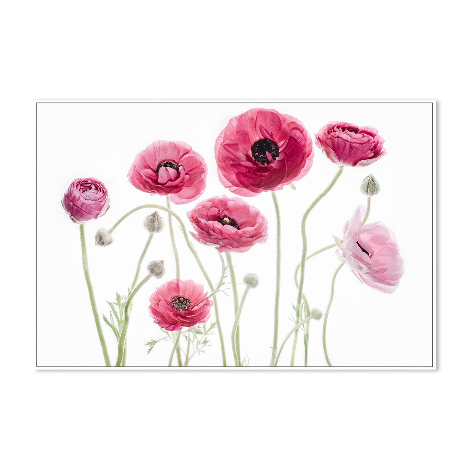 wall-art-print-canvas-poster-framed-Delicate Arrangement-5