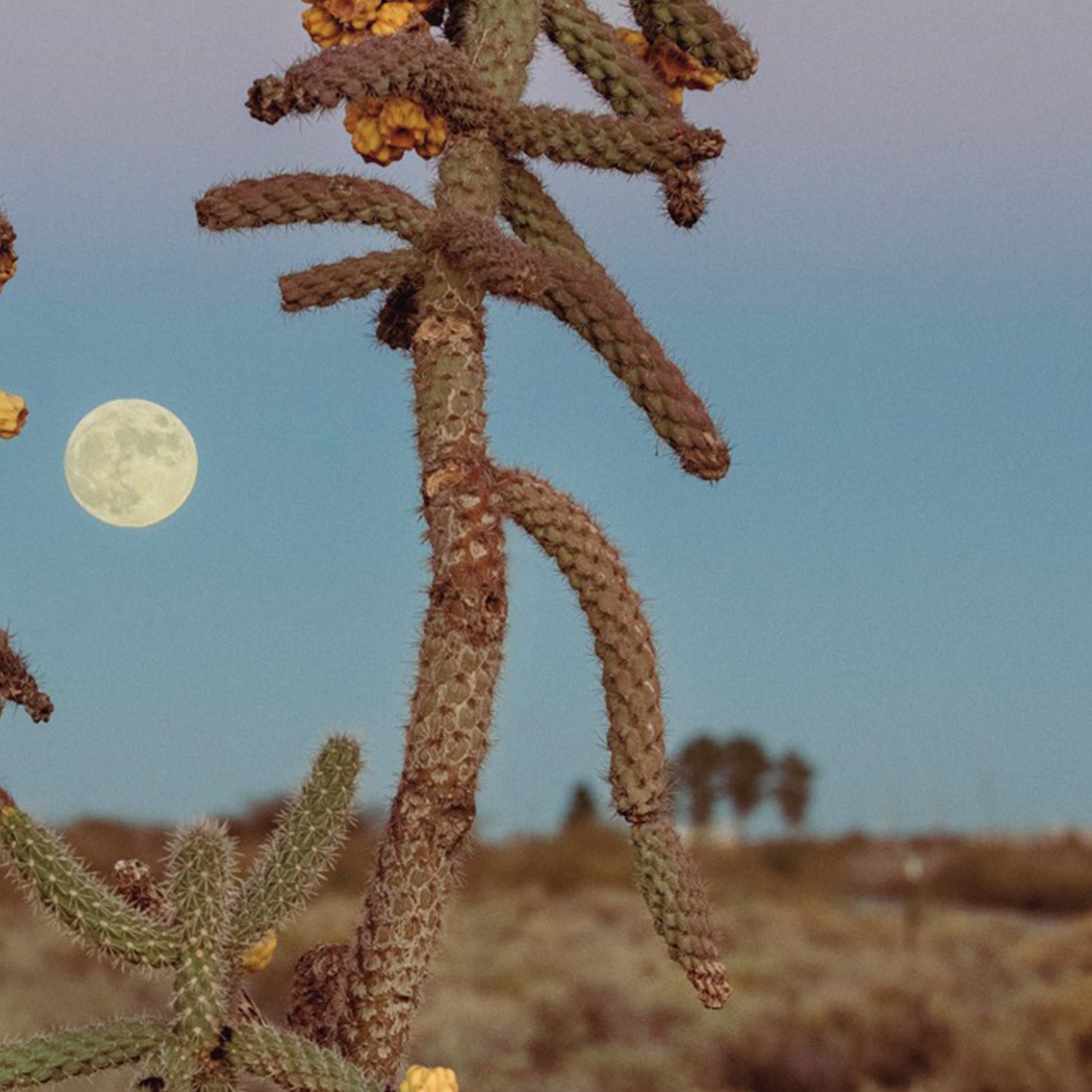 wall-art-print-canvas-poster-framed-Desert Moonrise-11