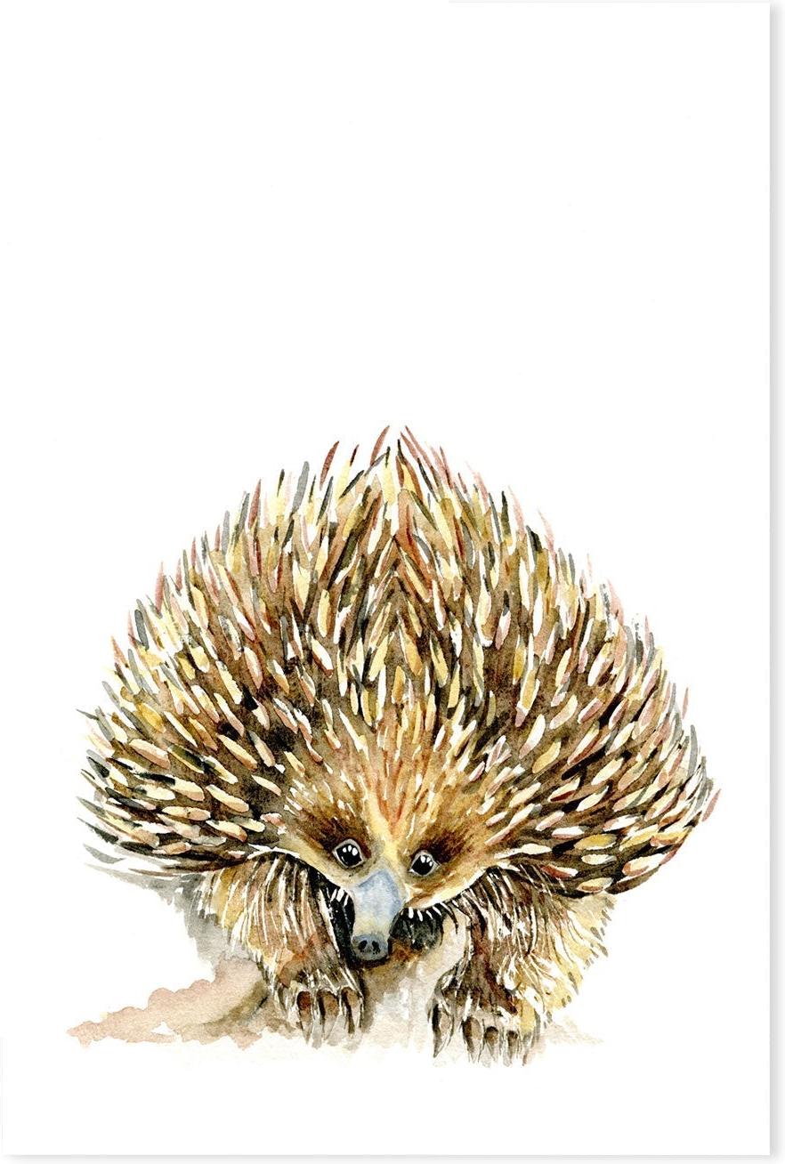 wall-art-print-canvas-poster-framed-Echidna , By Jessie Mitchelson-GIOIA-WALL-ART