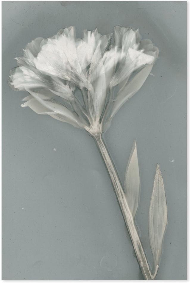 wall-art-print-canvas-poster-framed-Ethereal, Style B-by-Krista Mccurdy-Gioia Wall Art