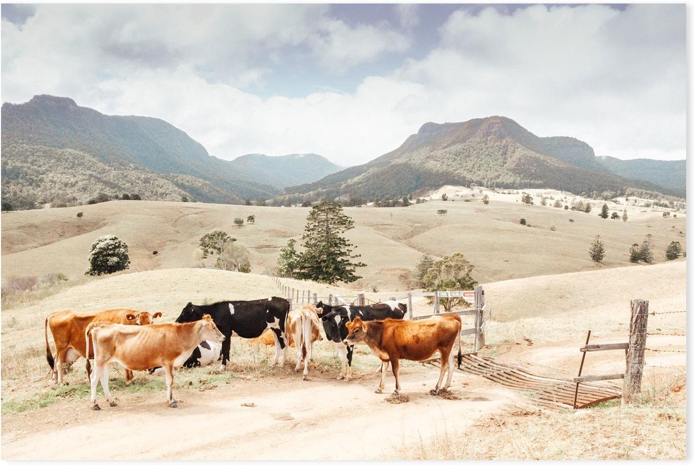 wall-art-print-canvas-poster-framed-Farm Cows, Darlington, South East Queensland-GIOIA-WALL-ART