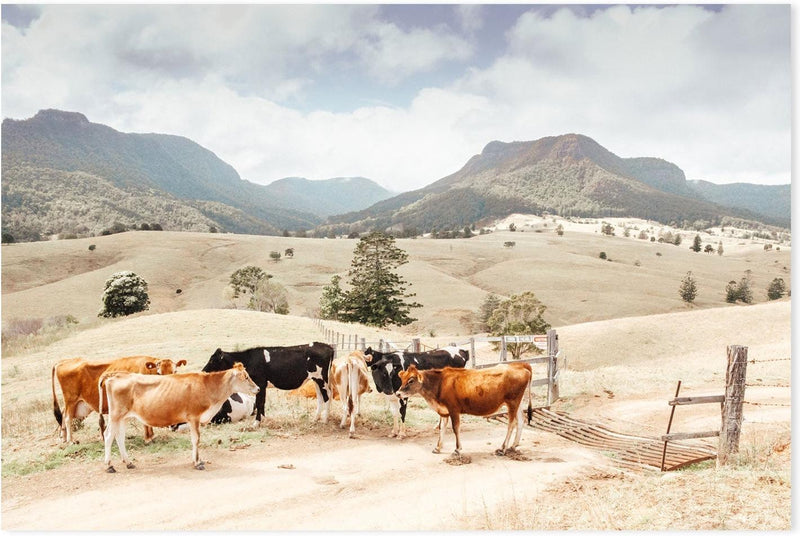 wall-art-print-canvas-poster-framed-Farm Cows, Darlington, South East Queensland-GIOIA-WALL-ART