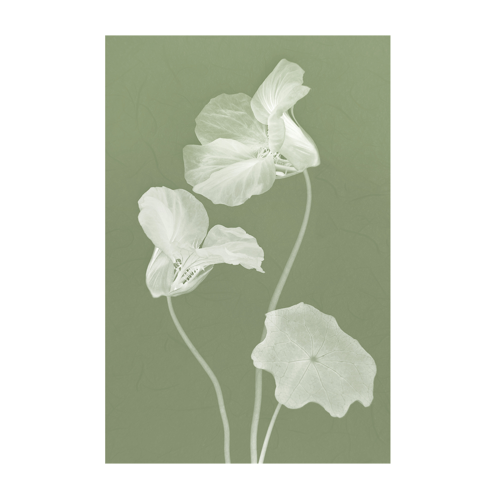 wall-art-print-canvas-poster-framed-Floral Dancer, Style A & B, Set Of 2 , By Leda Robertson-8