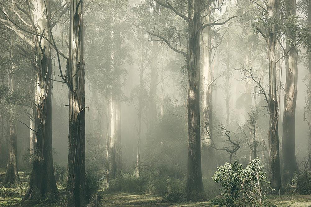 wall-art-print-canvas-poster-framed-Forest Gum Trees on a Foggy Day, Shroud , By Andrew Paranavitana-1