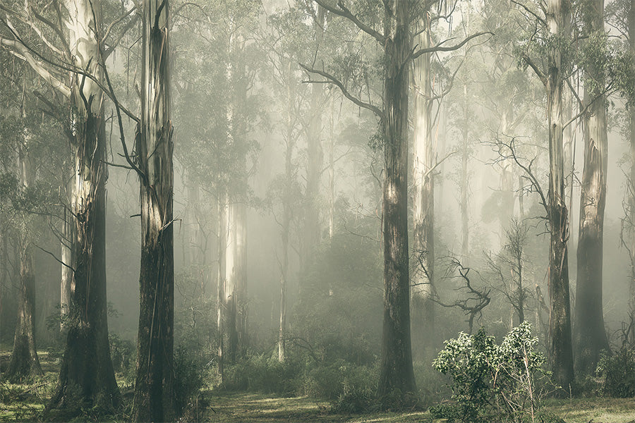 wall-art-print-canvas-poster-framed-Forest Gum Trees on a Foggy Day, Shroud , By Andrew Paranavitana-1