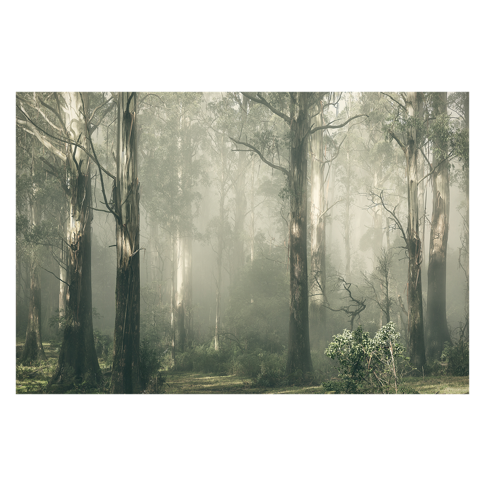 wall-art-print-canvas-poster-framed-Forest Gum Trees on a Foggy Day, Shroud , By Andrew Paranavitana-2