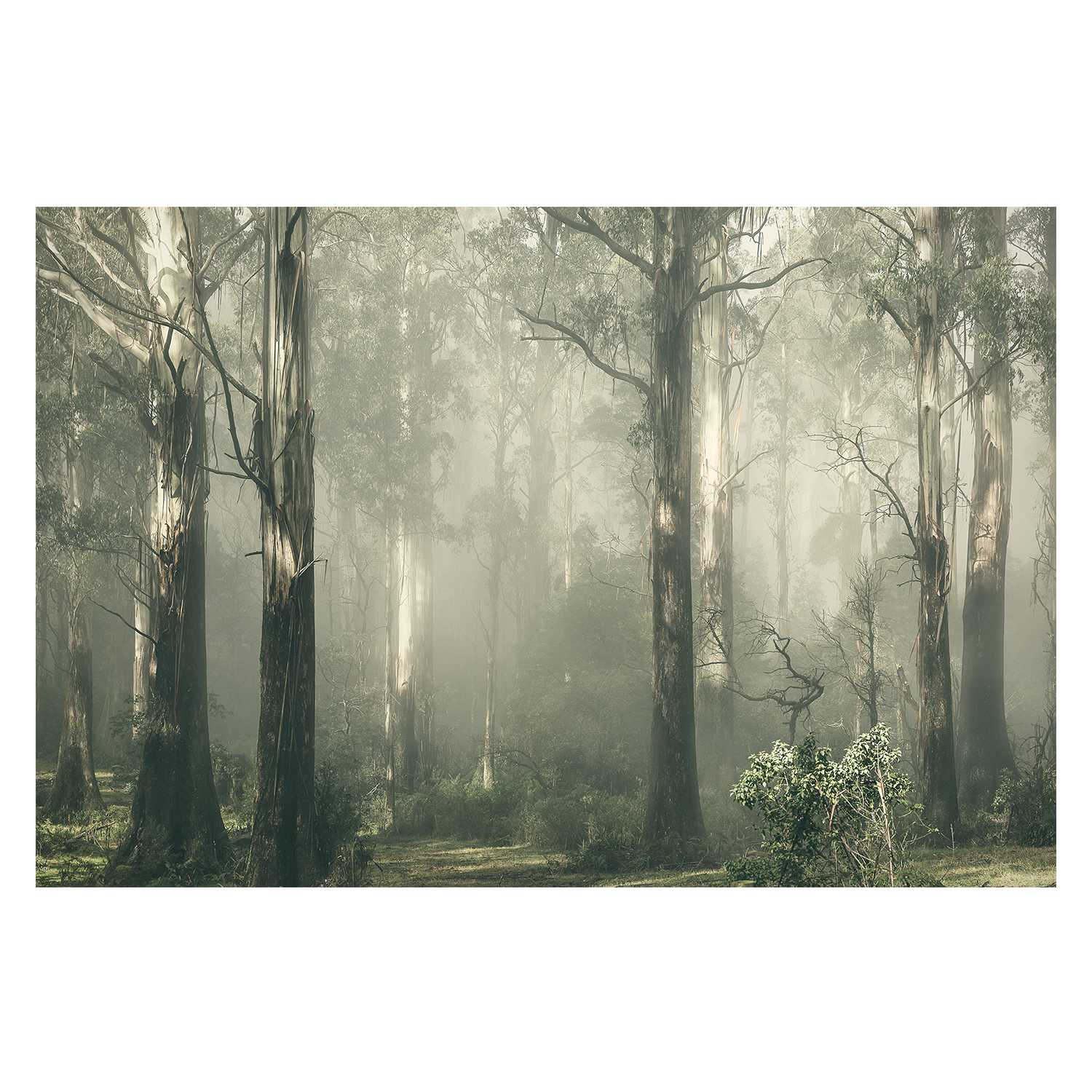 wall-art-print-canvas-poster-framed-Forest Gum Trees on a Foggy Day, Shroud , By Andrew Paranavitana-2