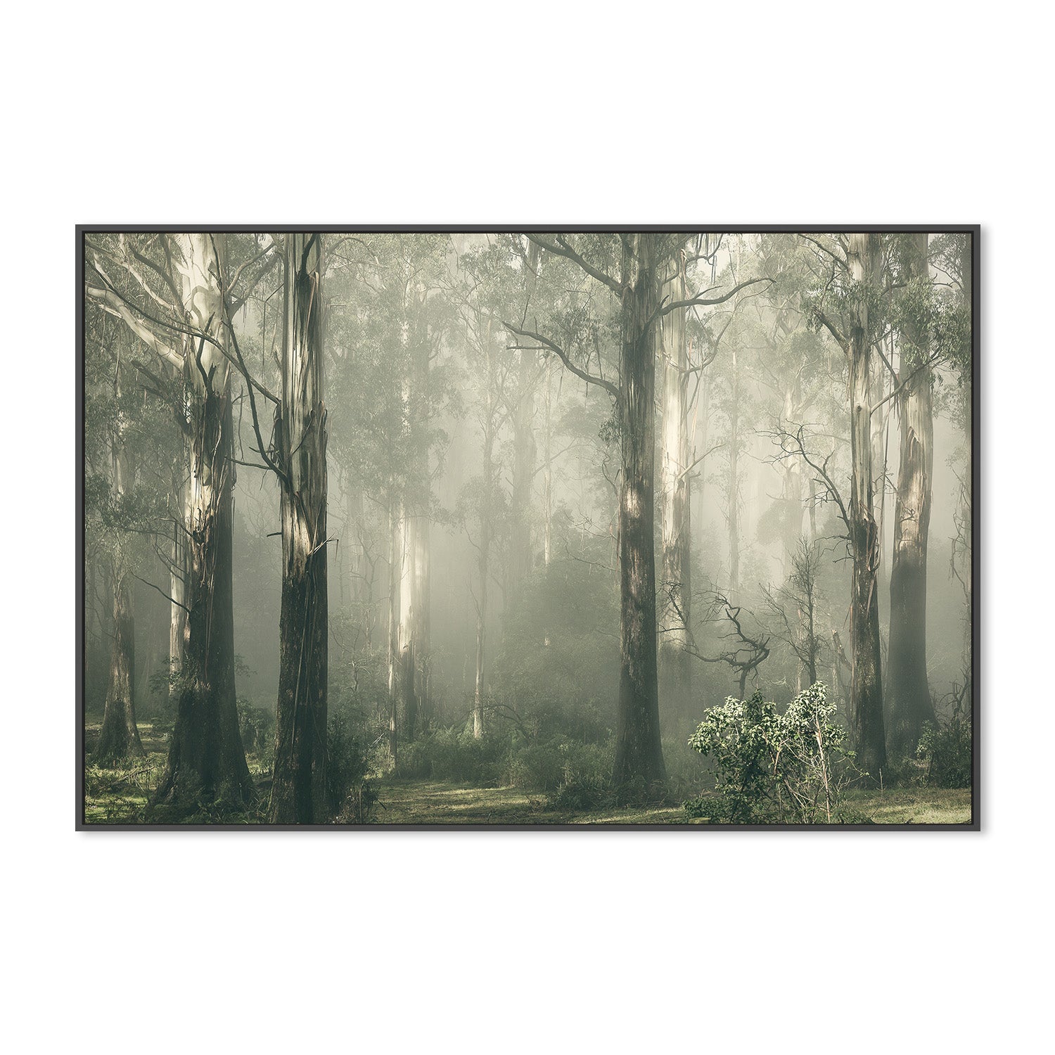 wall-art-print-canvas-poster-framed-Forest Gum Trees on a Foggy Day, Shroud , By Andrew Paranavitana-4