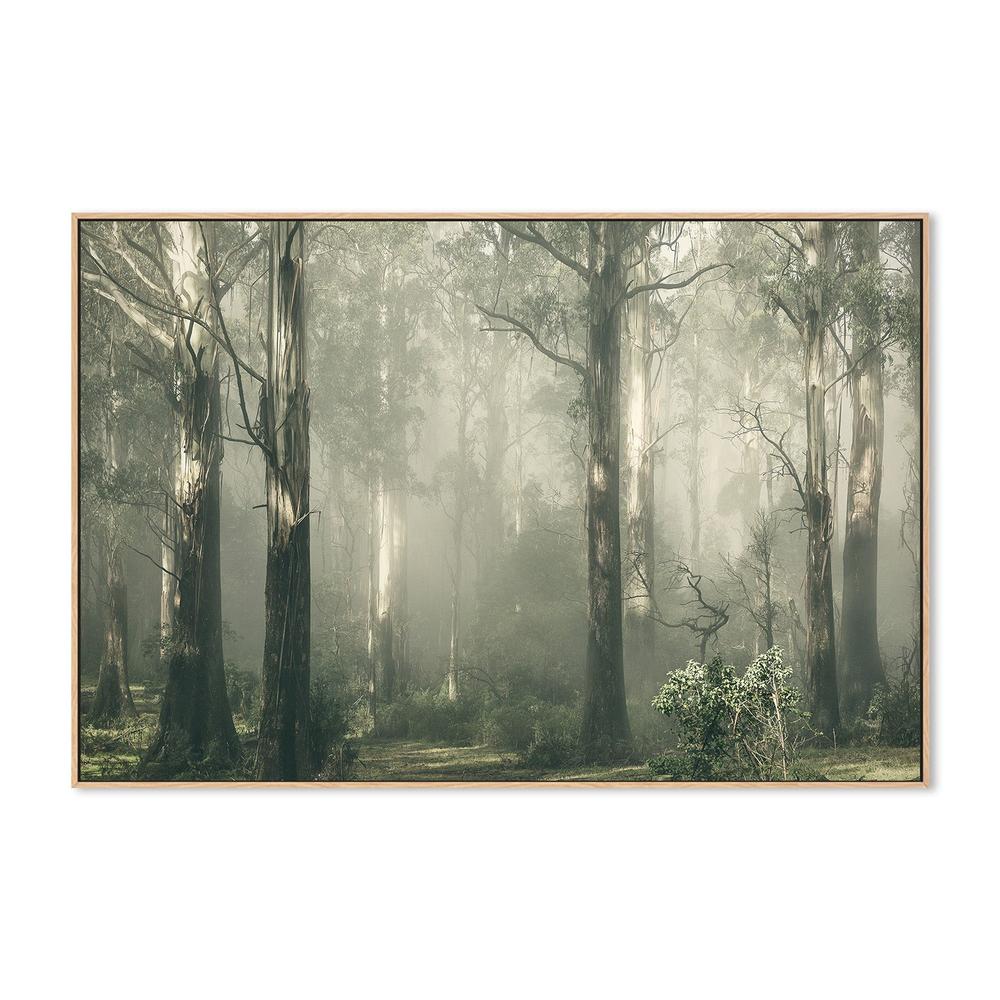 wall-art-print-canvas-poster-framed-Forest Gum Trees on a Foggy Day, Shroud , By Andrew Paranavitana-5