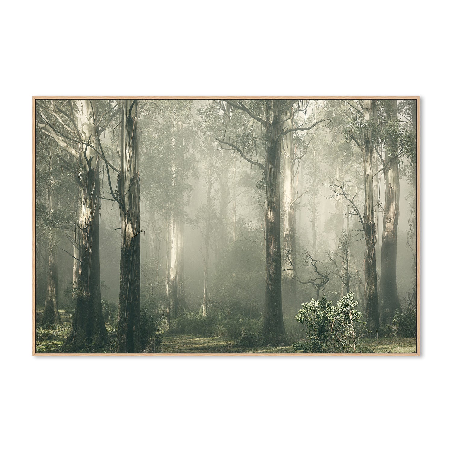 wall-art-print-canvas-poster-framed-Forest Gum Trees on a Foggy Day, Shroud , By Andrew Paranavitana-5