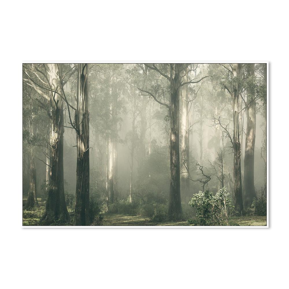 wall-art-print-canvas-poster-framed-Forest Gum Trees on a Foggy Day, Shroud , By Andrew Paranavitana-6