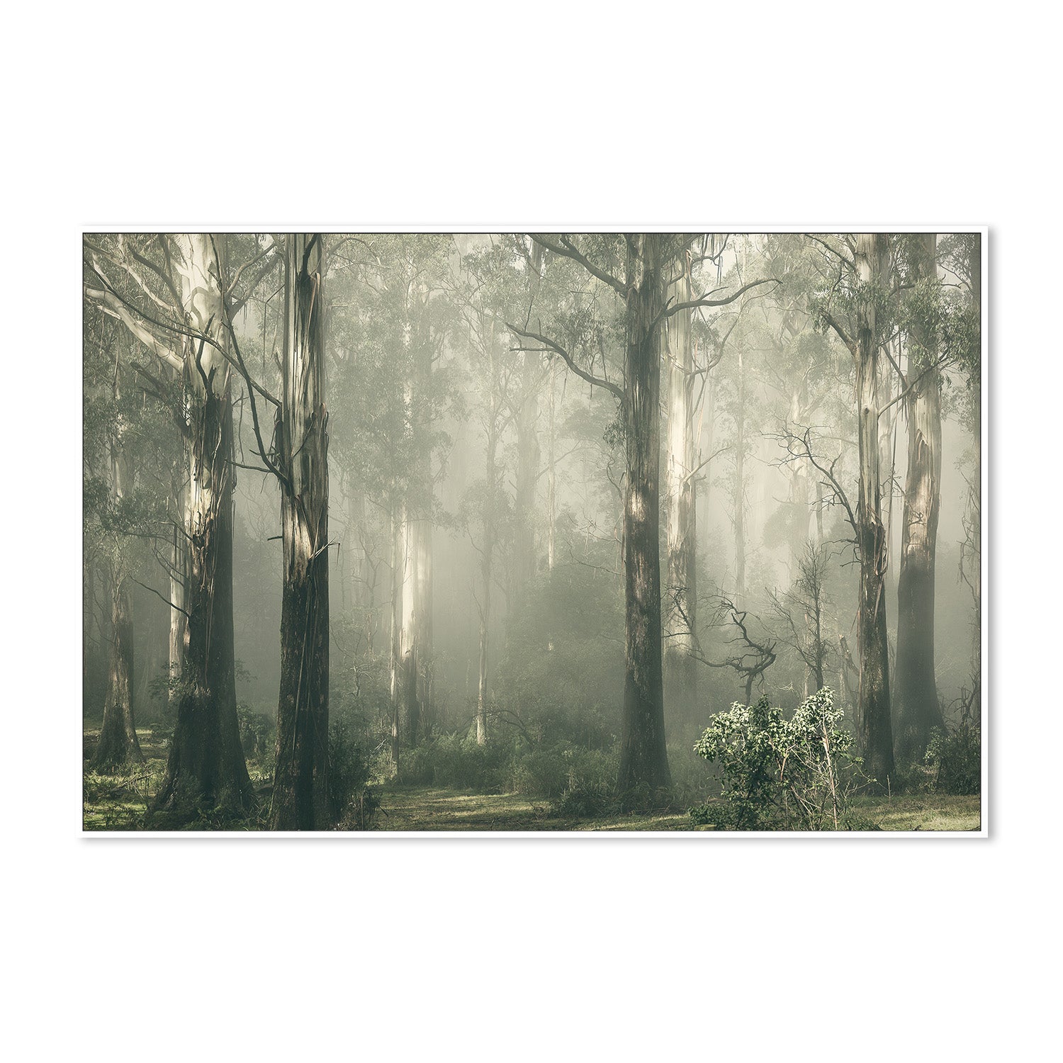 wall-art-print-canvas-poster-framed-Forest Gum Trees on a Foggy Day, Shroud , By Andrew Paranavitana-6