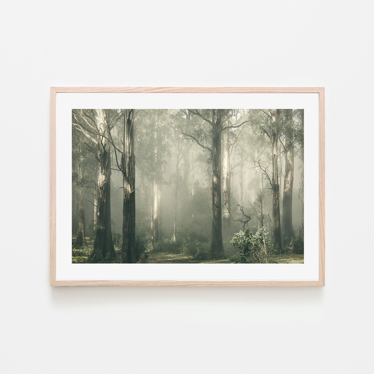 wall-art-print-canvas-poster-framed-Forest Gum Trees on a Foggy Day, Shroud , By Andrew Paranavitana-7
