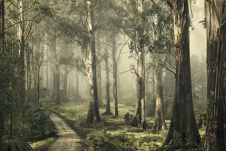 wall-art-print-canvas-poster-framed-Forest on a Foggy Day, Silently Still , By Andrew Paranavitana-1