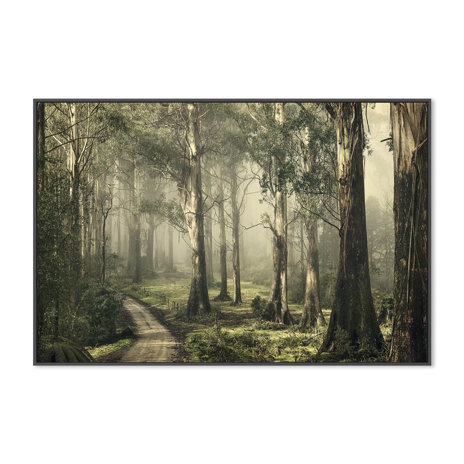 wall-art-print-canvas-poster-framed-Forest on a Foggy Day, Silently Still , By Andrew Paranavitana-4