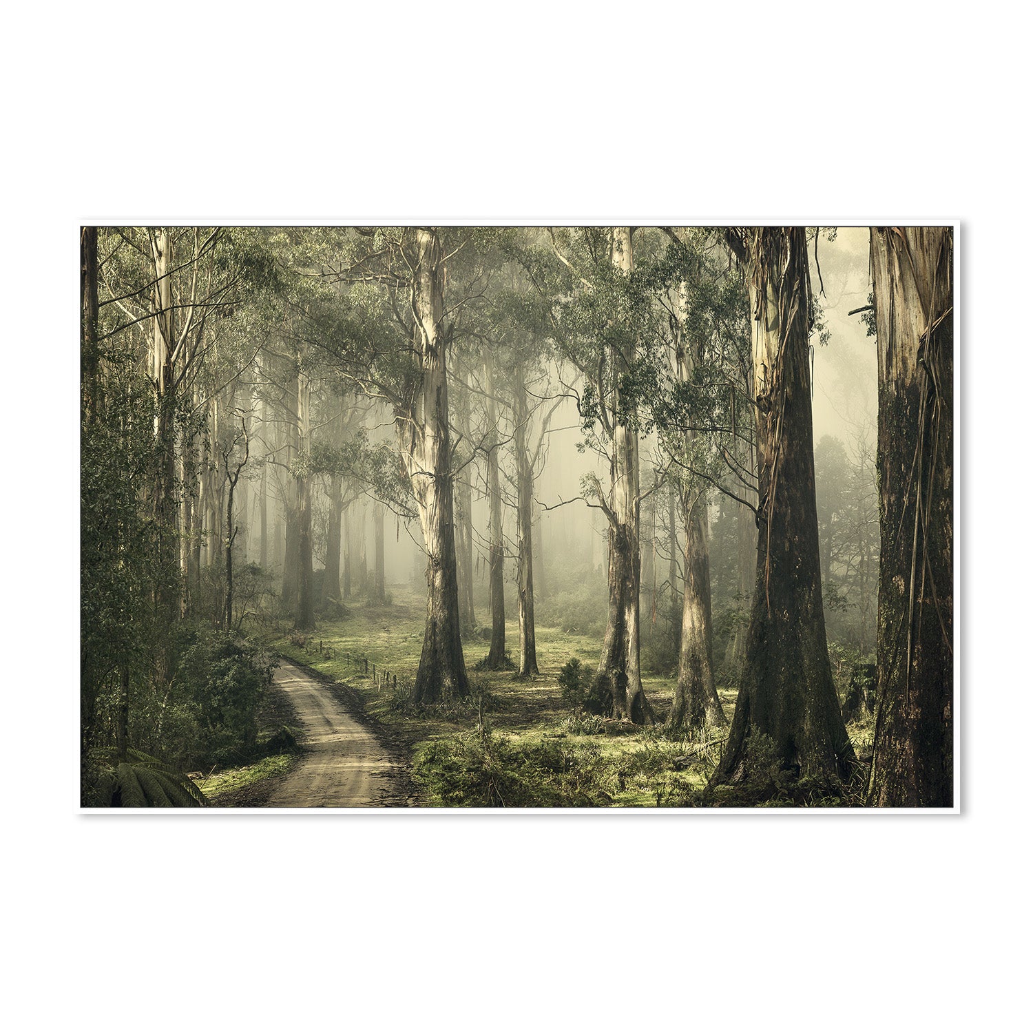 wall-art-print-canvas-poster-framed-Forest on a Foggy Day, Silently Still , By Andrew Paranavitana-6
