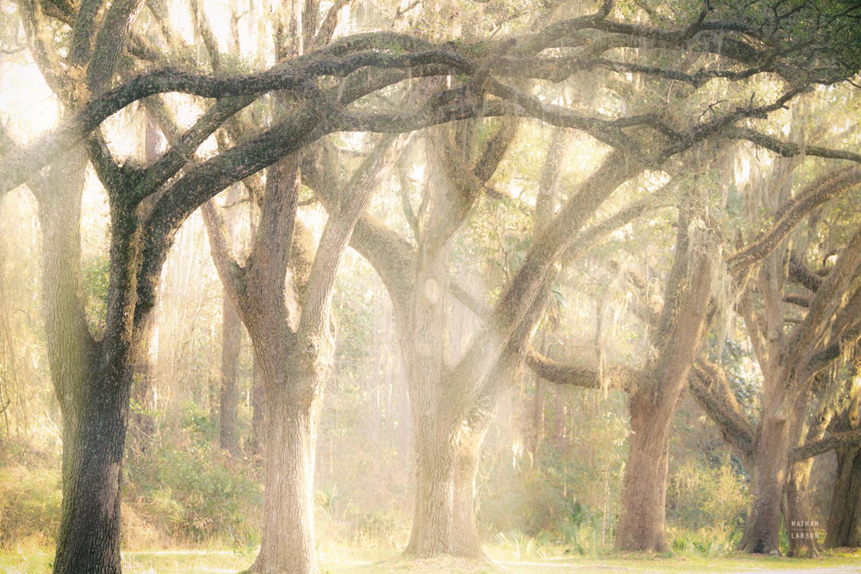 wall-art-print-canvas-poster-framed-Georgia Rays-1