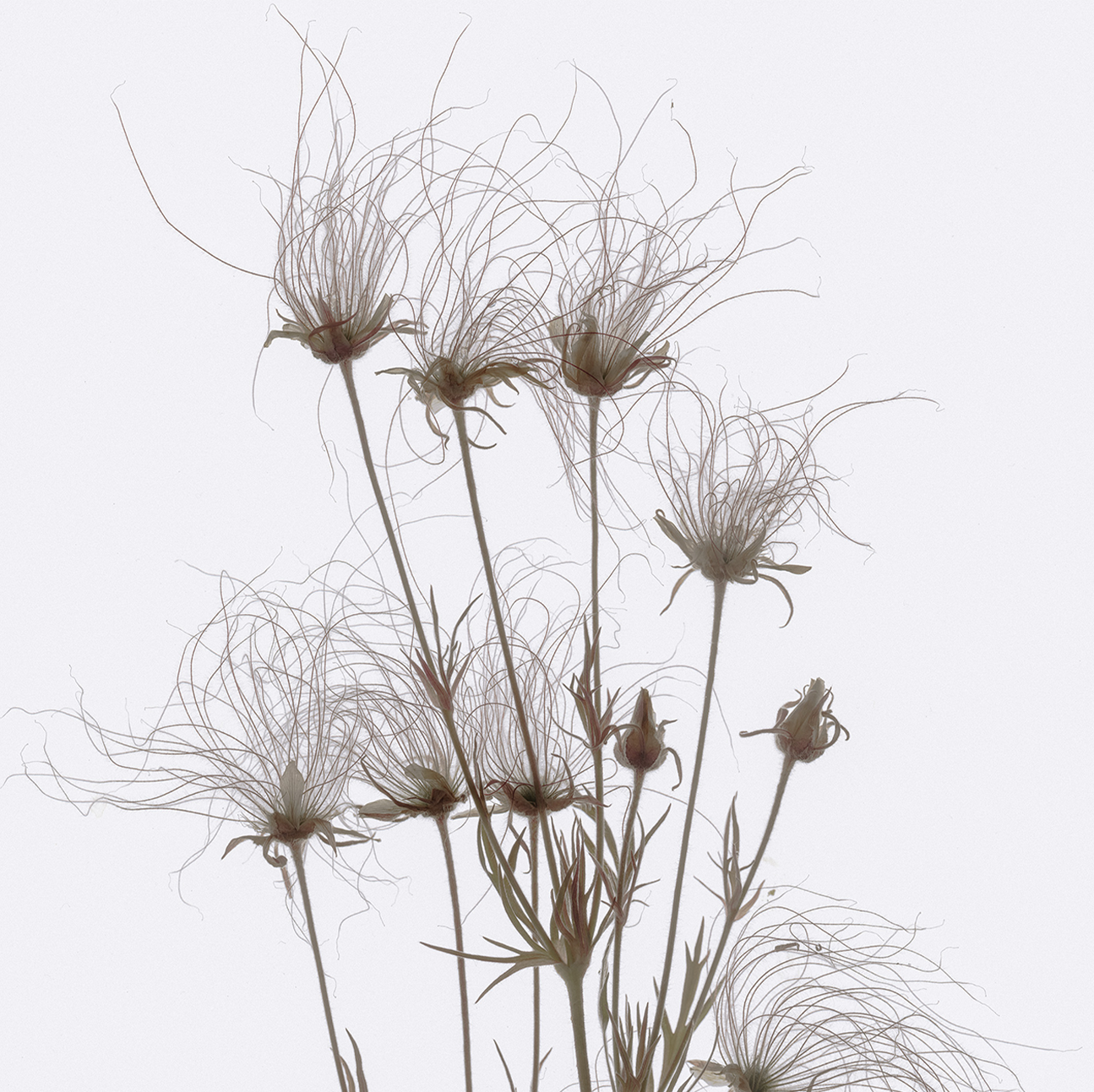 wall-art-print-canvas-poster-framed-Geum Seed Heads Brown , By Asia Jensen-1