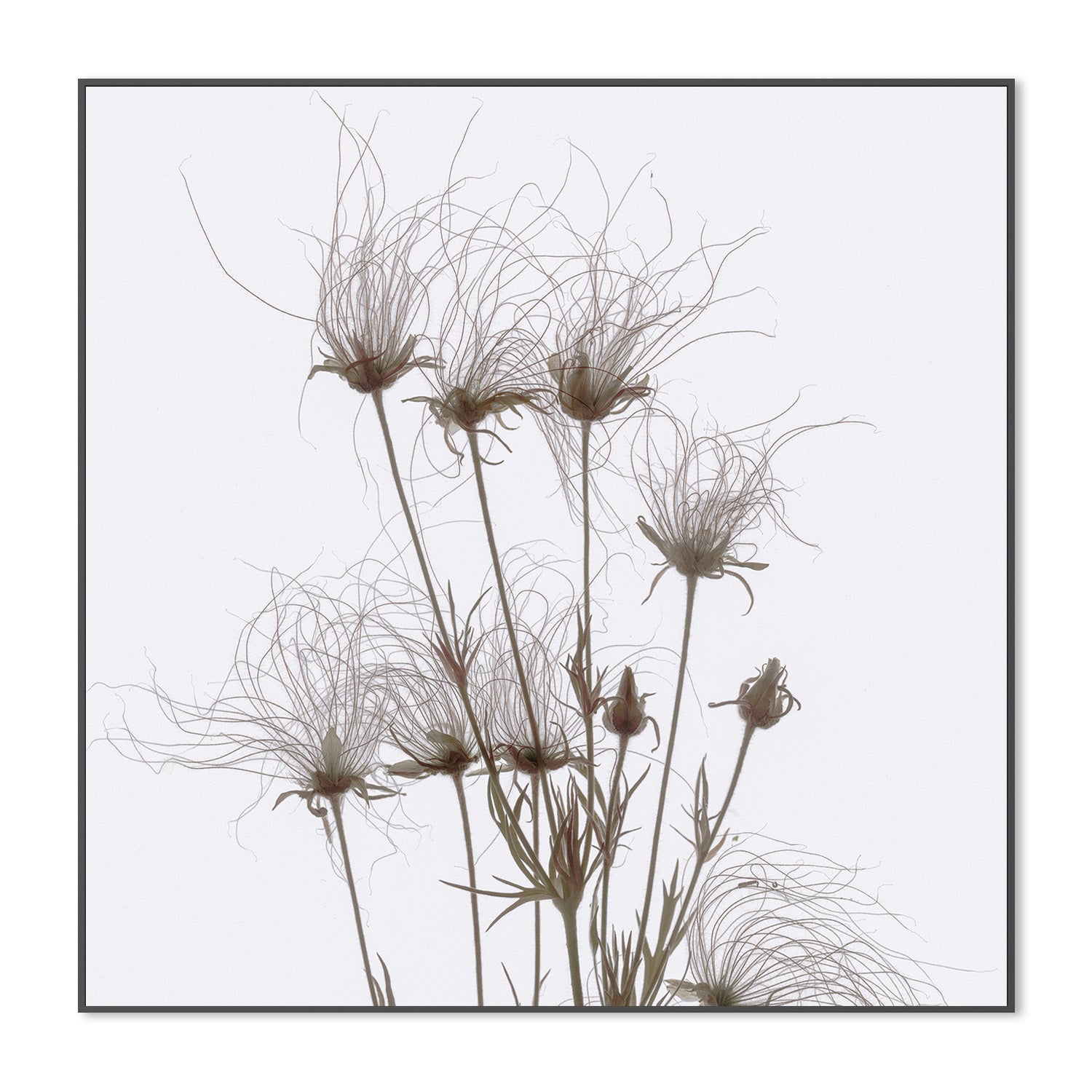wall-art-print-canvas-poster-framed-Geum Seed Heads Brown , By Asia Jensen-3