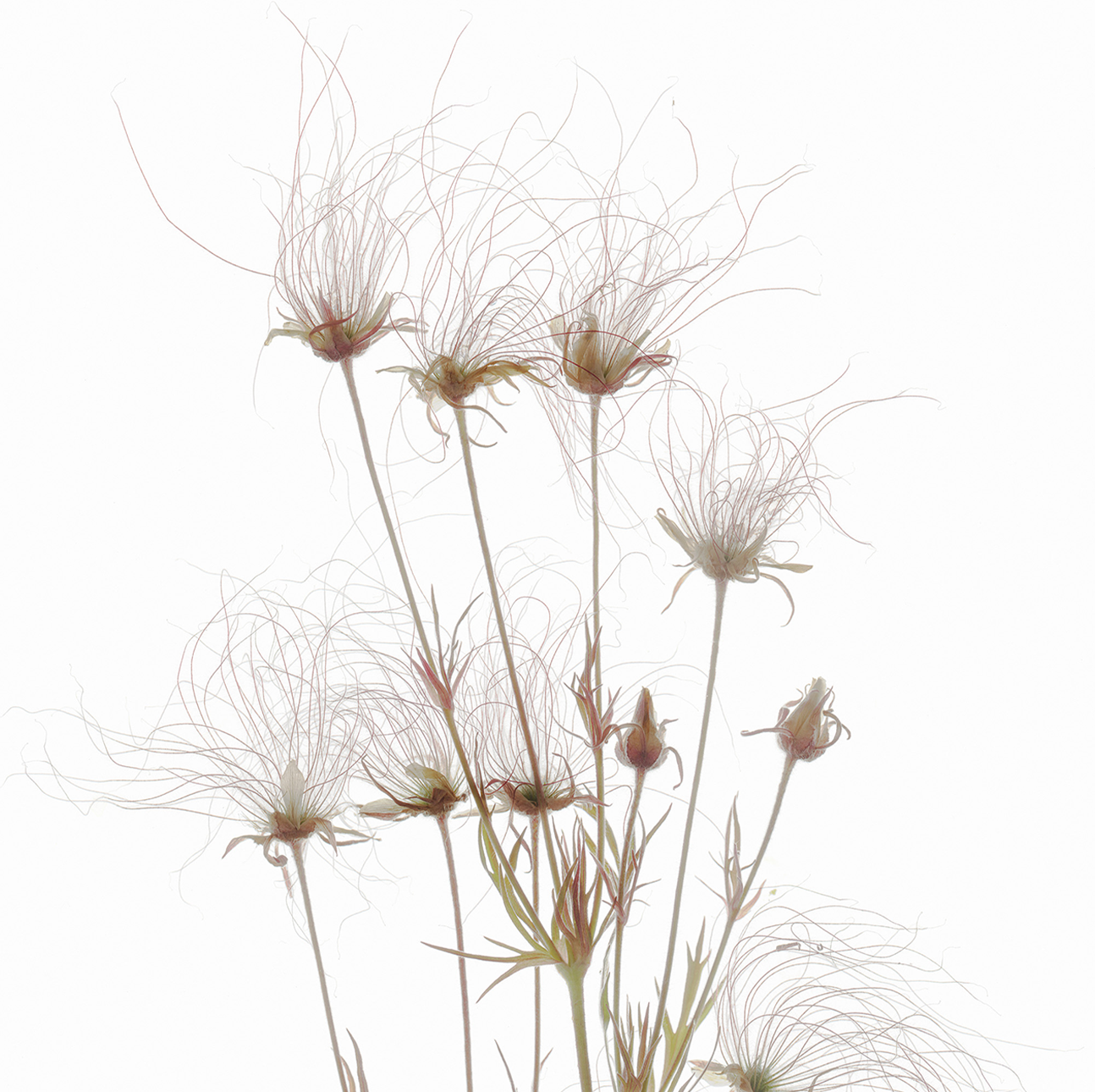 wall-art-print-canvas-poster-framed-Geum Seed Heads , By Asia Jensen-1