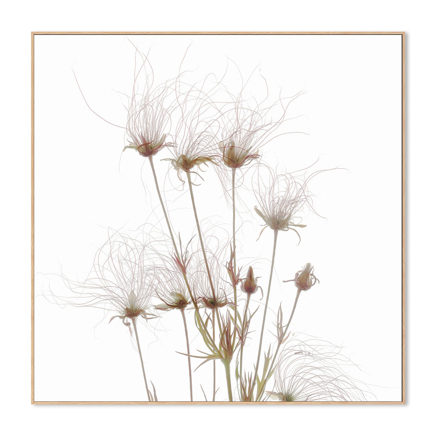wall-art-print-canvas-poster-framed-Geum Seed Heads , By Asia Jensen-4