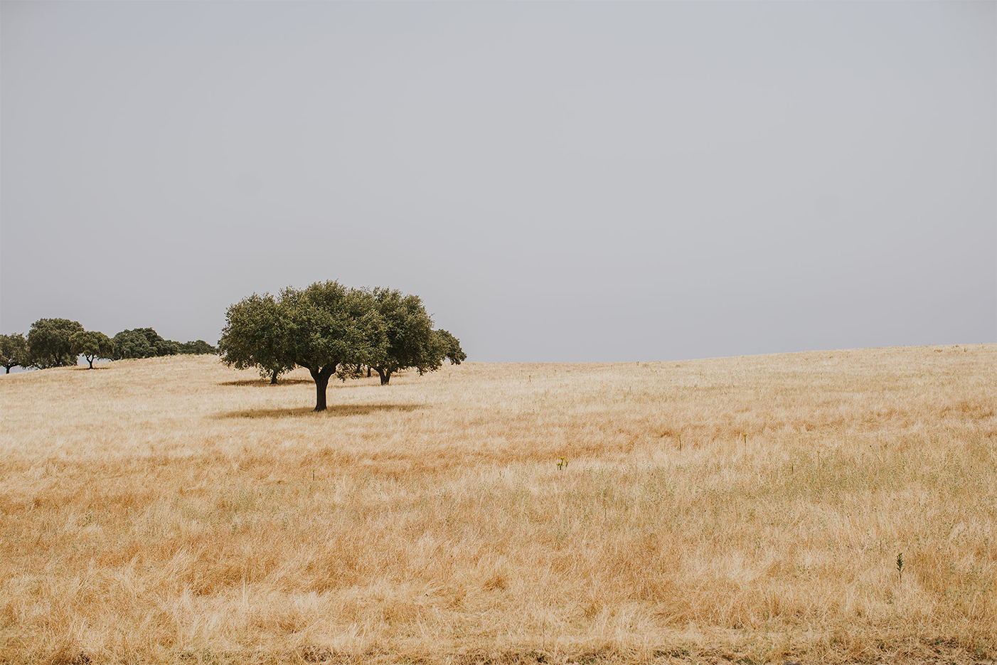 wall-art-print-canvas-poster-framed-Golden Landscape , By Hello Twiggs-1