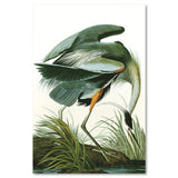 wall-art-print-canvas-poster-framed-Great Blue Heron By John James Audubon-by-Gioia Wall Art-Gioia Wall Art