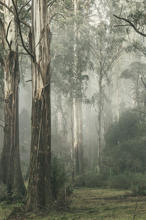 wall-art-print-canvas-poster-framed-Gum Tree Forest on a Foggy Winter Day, Whist , By Andrew Paranavitana-1