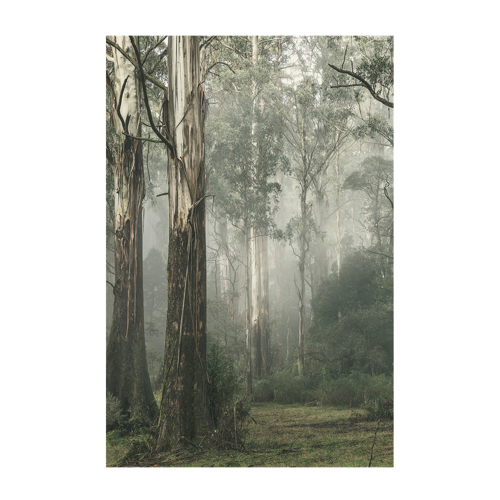 wall-art-print-canvas-poster-framed-Gum Tree Forest on a Foggy Winter Day, Whist , By Andrew Paranavitana-2
