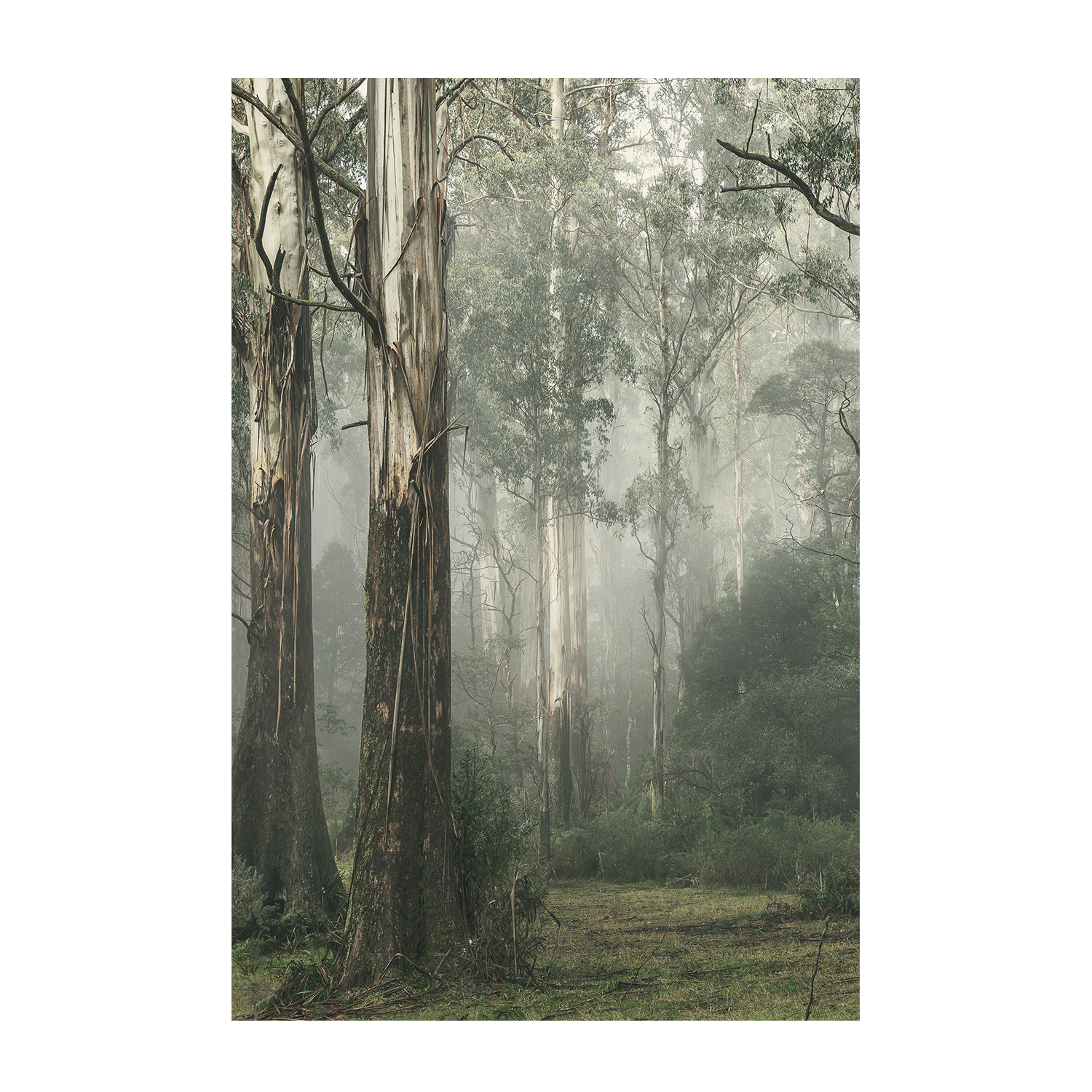 wall-art-print-canvas-poster-framed-Gum Tree Forest on a Foggy Winter Day, Whist , By Andrew Paranavitana-2