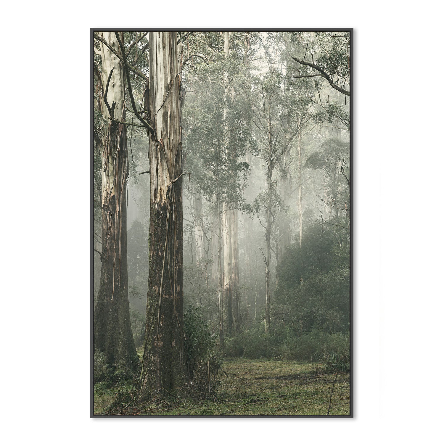 wall-art-print-canvas-poster-framed-Gum Tree Forest on a Foggy Winter Day, Whist , By Andrew Paranavitana-4