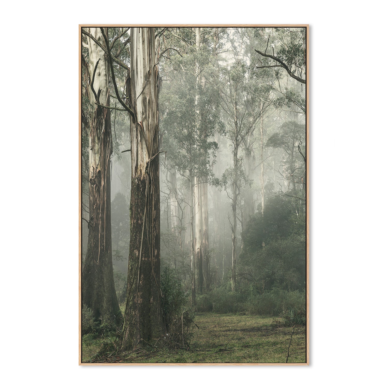 wall-art-print-canvas-poster-framed-Gum Tree Forest on a Foggy Winter Day, Whist , By Andrew Paranavitana-5
