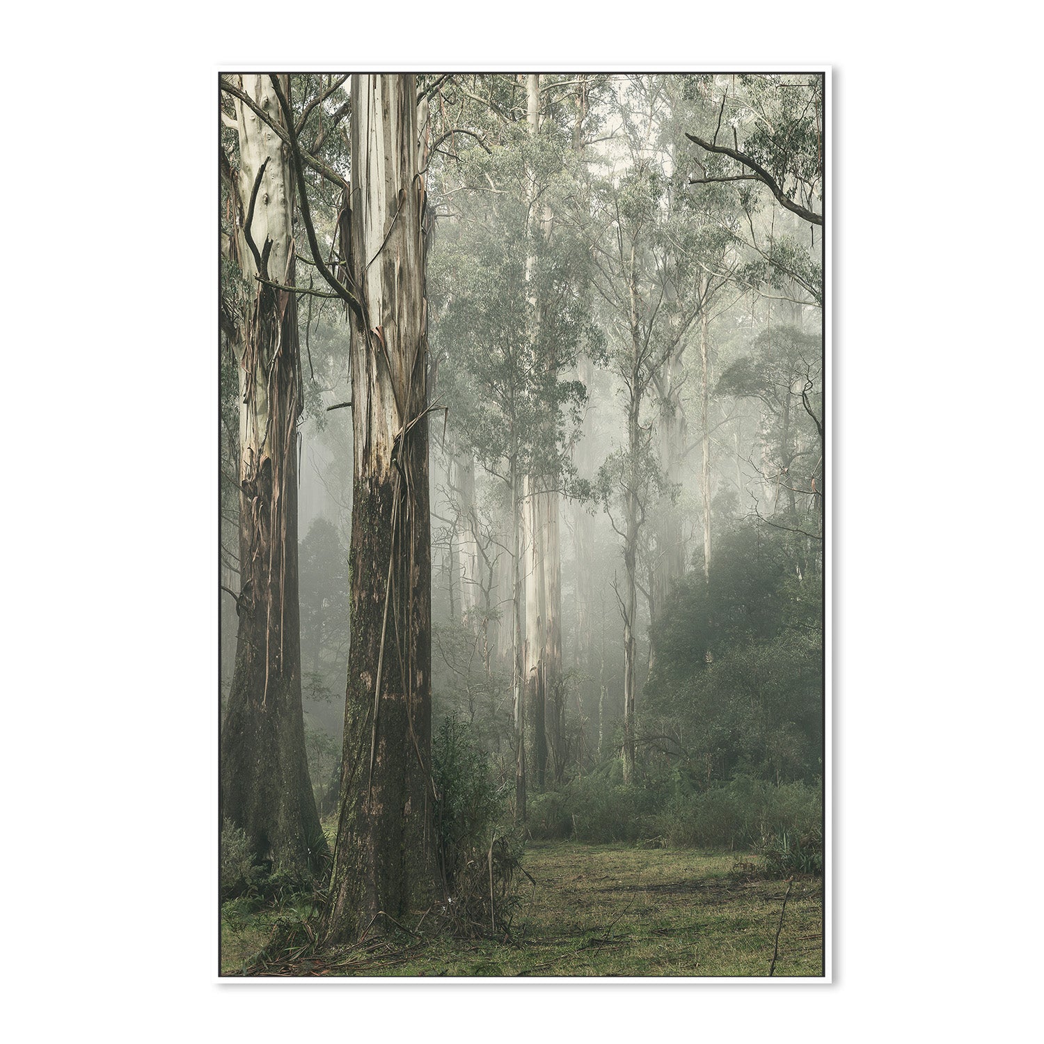 wall-art-print-canvas-poster-framed-Gum Tree Forest on a Foggy Winter Day, Whist , By Andrew Paranavitana-6