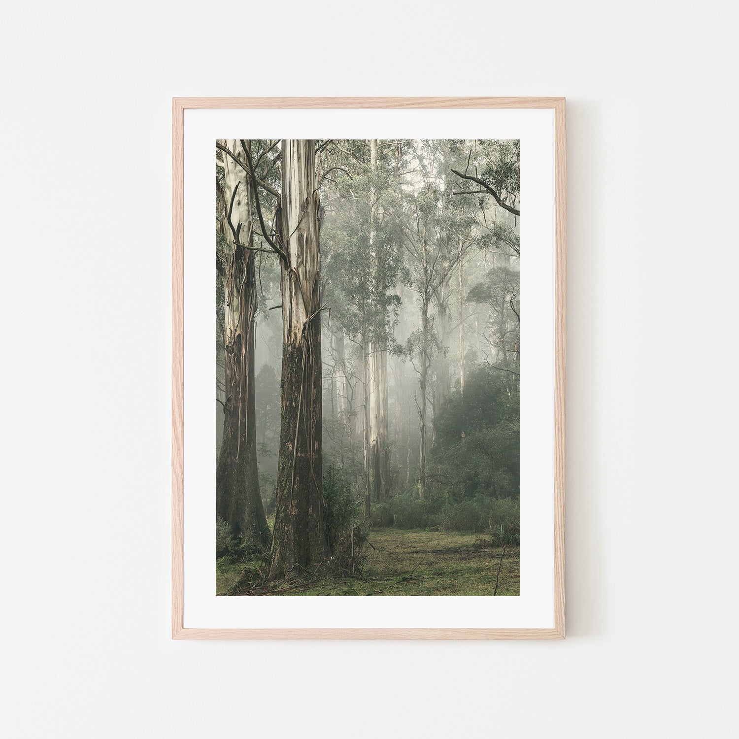 wall-art-print-canvas-poster-framed-Gum Tree Forest on a Foggy Winter Day, Whist , By Andrew Paranavitana-7