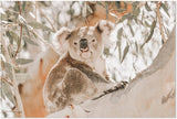 wall-art-print-canvas-poster-framed-Koala Resting-by-Gioia Wall Art-Gioia Wall Art